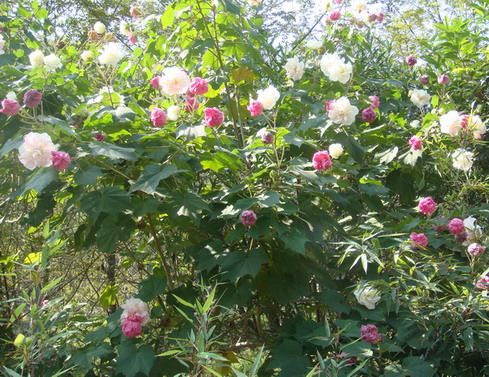 一组木芙蓉的照片