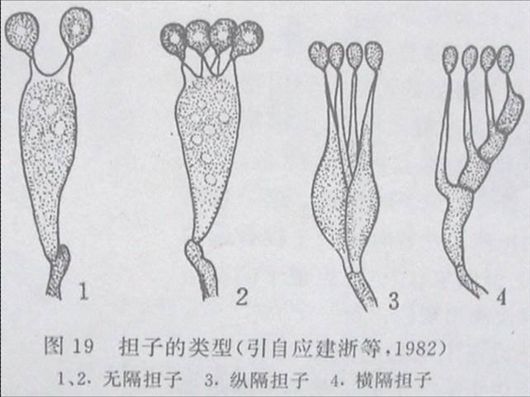 担孢子的形态及表面特征: 担孢子的颜色:担孢子的释放: 布勒氏液滴