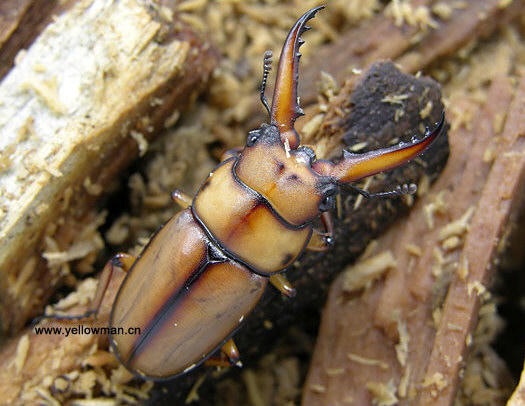 锹甲虫的天敌图片