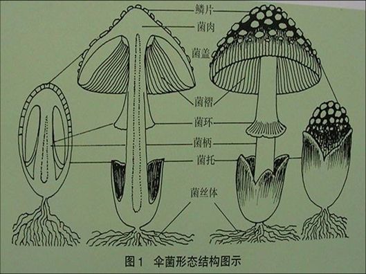 第一节真菌的形态结构