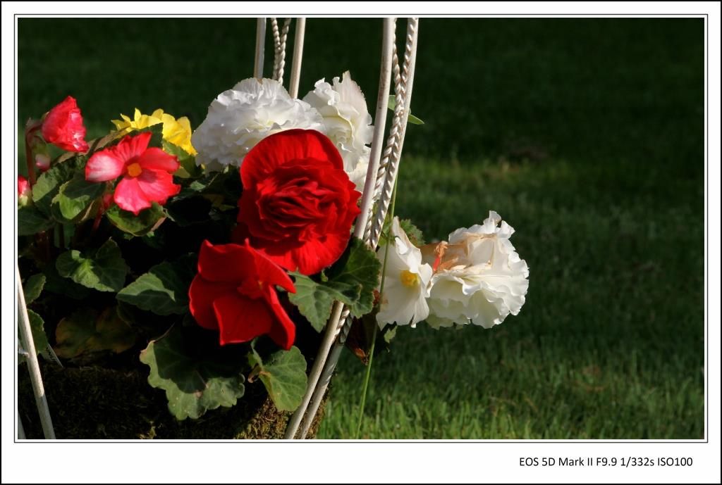 科学网 种花的季节又到了 余昕的博文